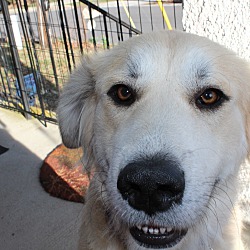 Needful Souls Dog Rescue In Baltimore Maryland Adoptapet Com