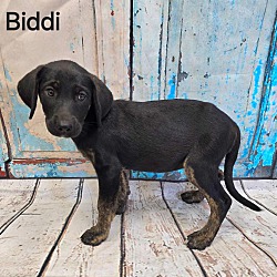 Thumbnail photo of Biddi #1