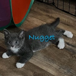 Thumbnail photo of Nugget #2