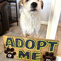 adopt a pet