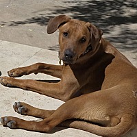 adopt a pet