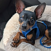 adopt a pet