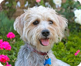 silky terrier poodle mix