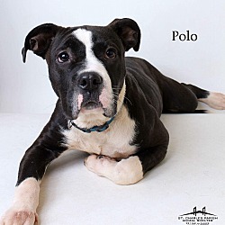 Thumbnail photo of Polo #2