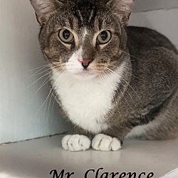 Thumbnail photo of MR. CLARENCE #3