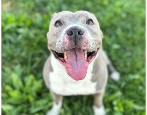 Fairfield, CA - American Pit Bull Terrier. Meet SAPPHIRE a Pet for ...