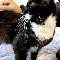 Thumbnail photo of Mr. Whiskers #2