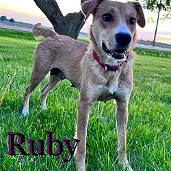 Thumbnail photo of Ruby #3