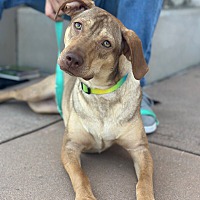 adopt a pet