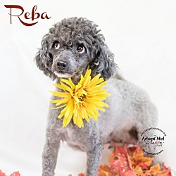 Thumbnail photo of Reba #3
