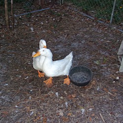 Thumbnail photo of Pekin Ducks(M&F) #4