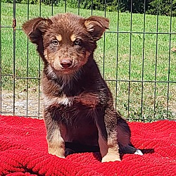 Thumbnail photo of KiKi~adopted! #1