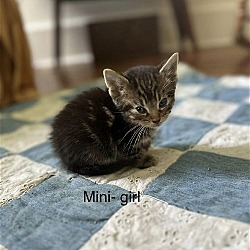 Thumbnail photo of Mini #3