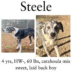 Thumbnail photo of Steele #1