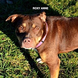 Thumbnail photo of Roxy Anne - CL #2