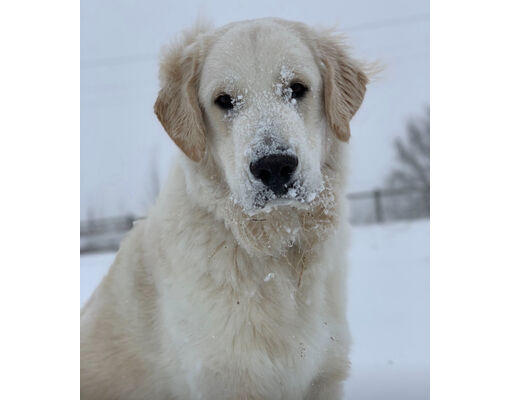 Westminster, CO - Golden Retriever/Great Pyrenees. Meet Cash a Pet for