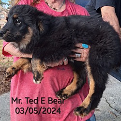 Thumbnail photo of Mr. Ted E Bear #2