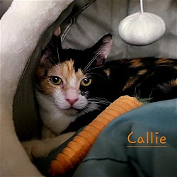 Thumbnail photo of Callie #2