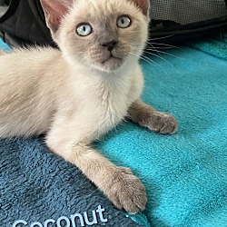 Photo of Coconut