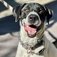 adopt a pet