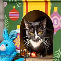 adopt a pet