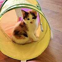 adopt a pet