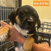 adopt a pet