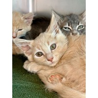 adopt-pet