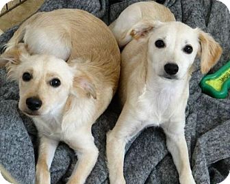 Inland Empire Ca Golden Retriever Meet Dorothy A Pet For Adoption