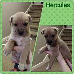 Thumbnail photo of Hercules, Peppa & Titan #1