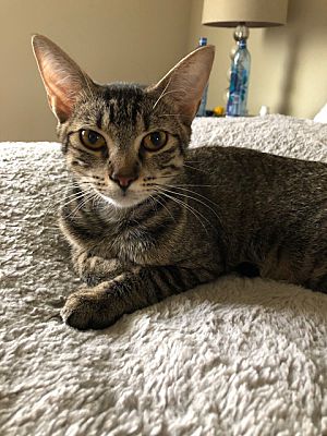 Boca Raton Fl American Shorthair Meet Luna A Pet For Adoption