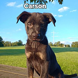 Photo of Carson
