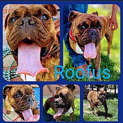 Photo of ROOFUS