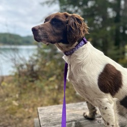 Thumbnail photo of Phoebe the Brittany! #1