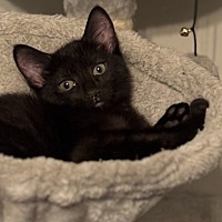 adopt-pet