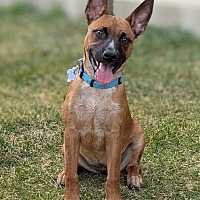 adopt a pet