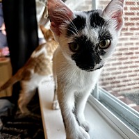 adopt a pet