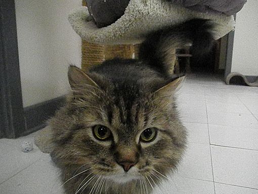Maine Coon Cat Adoption Wisconsin - Baby Black Kittens For ...