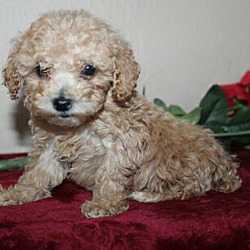 Photo of poodle