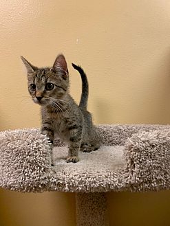 Adopt A Pet Petsmart Charities