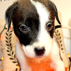 Thumbnail photo of Miss Moochie~adopted! #2