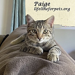 Photo of PAIGE