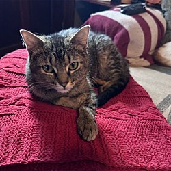 Photo of Clarise (Kitty)