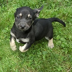 Thumbnail photo of Orca~adopted! #1