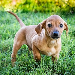 Photo of PUPPY THEODORE