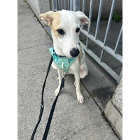 adopt-pet