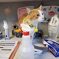 “BITEY” MCGEE - Domestic Shorthair available for adoption