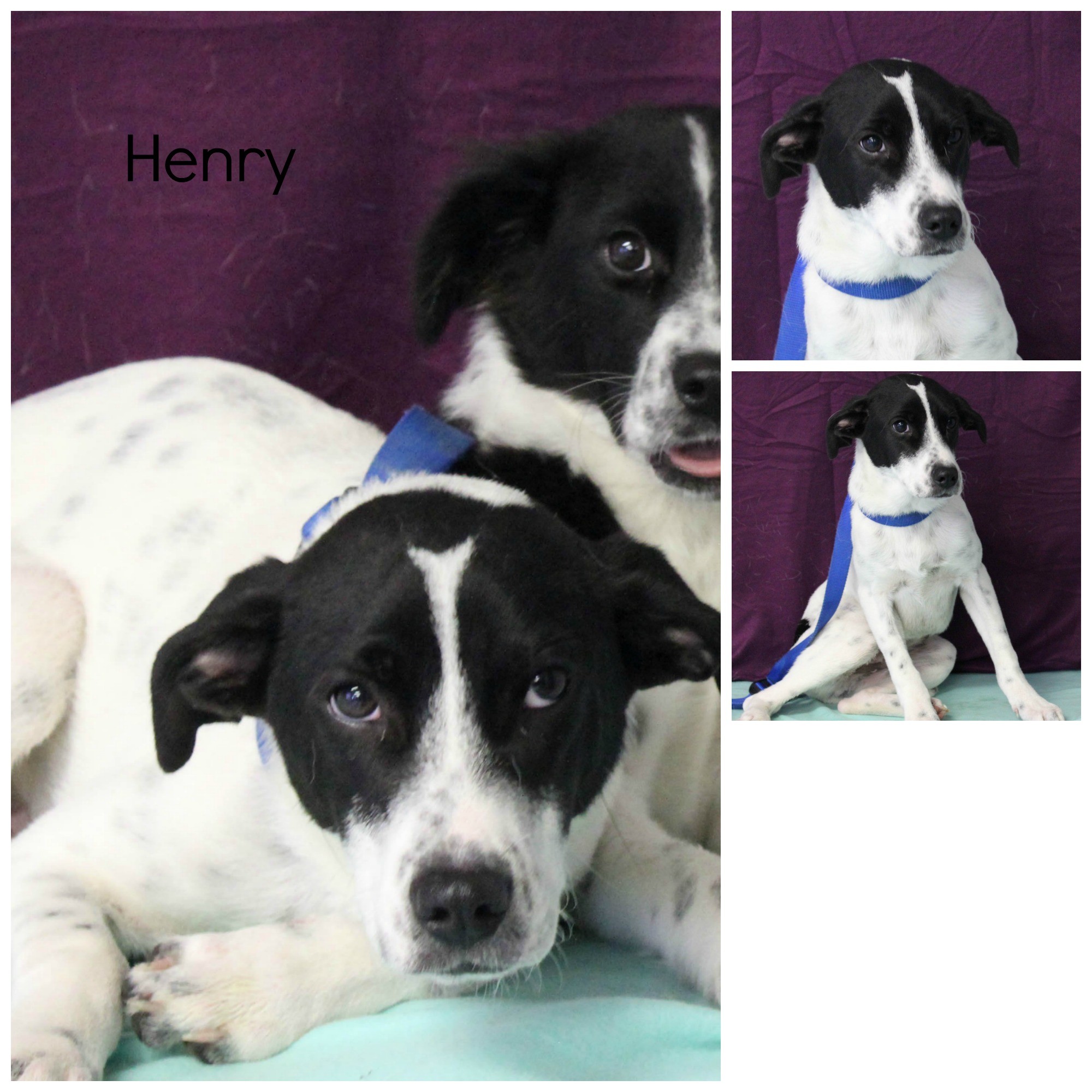 Pittsburgh Pa Border Collie Meet Henry A Pet For Adoption
