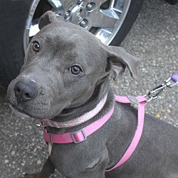 Thumbnail photo of Candy-Adopted! #2