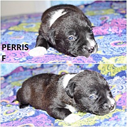 Photo of Perris